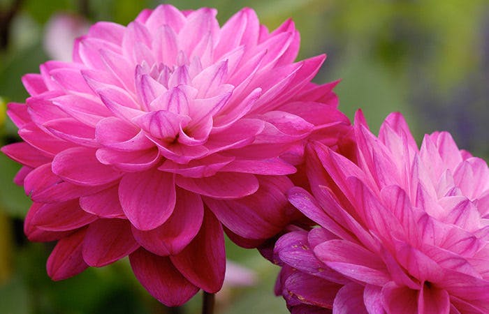 All About the Dahlia Trias Flowers Miami