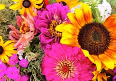 Sunflowers of various sizes and colors are artfully arranged in a loose bouquet