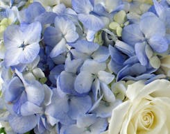 Blue Flowers