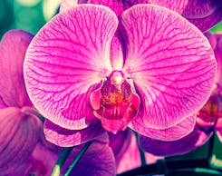 Orchid Arrangements 