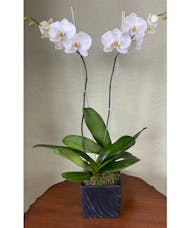 Double Orchid Black Vase