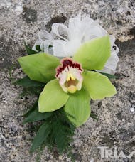 Corsage - Green Cymbidium Orchid