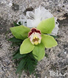 Corsage - Green Cymbidium Orchid