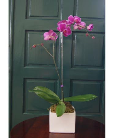 Single Orchid - Purple