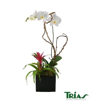 Maimi Fl Orchid Plant Delivery Trias Flowers