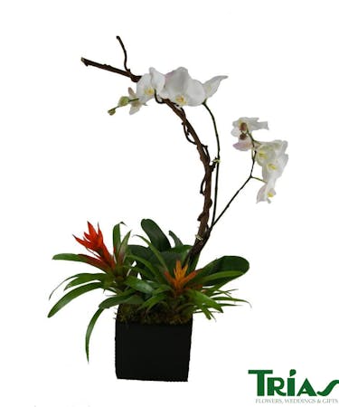 Miami Fl Double Orchid Plant Bromeliads By Trias Flowers