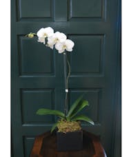 Single Orchid - Black Vase