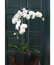 Triple Orchid - White with Glass Rods
