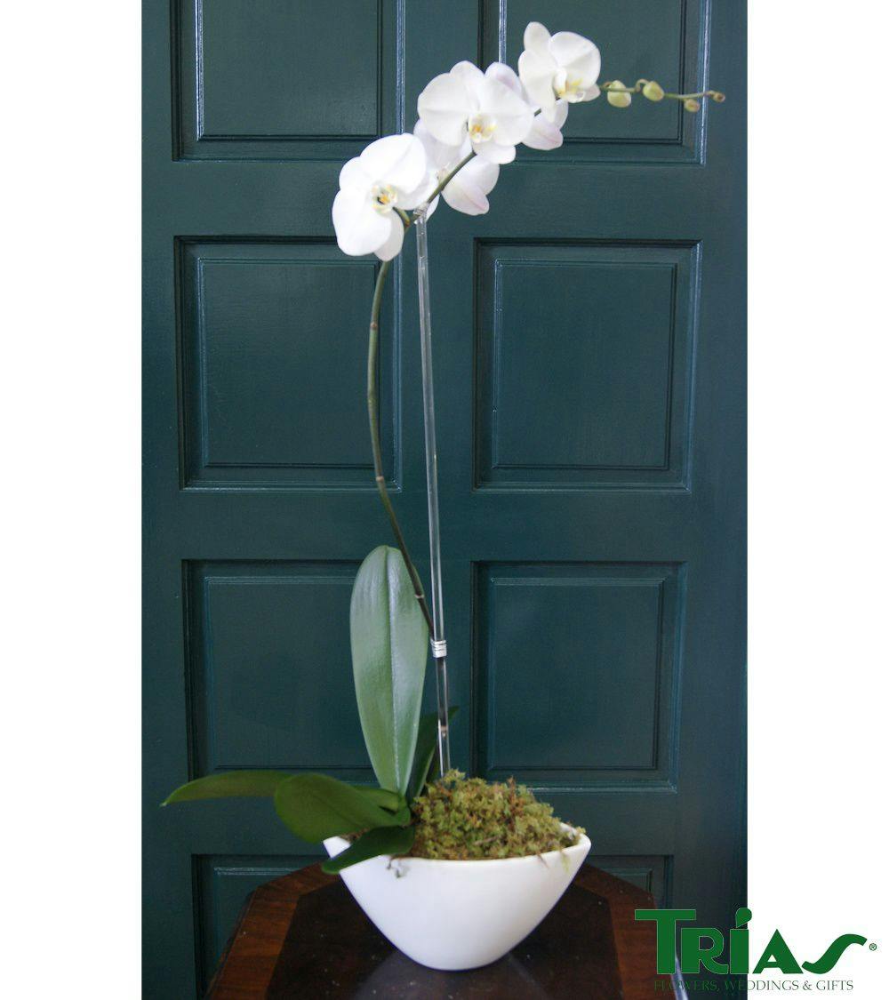 White Orchid Delivery Miami Florida Sameday Delivery by Trias Flowers