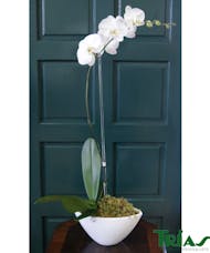 Single Orchid - White Napa Vase