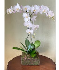 Triple Orchid - Clear Vase