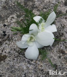 Boutonniere - White Dendrobium Orchids
