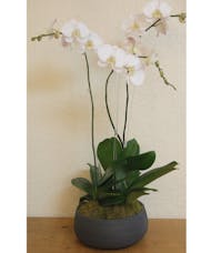 Orchid Plants Miami Orchid Delivery Miami Trias Flowers