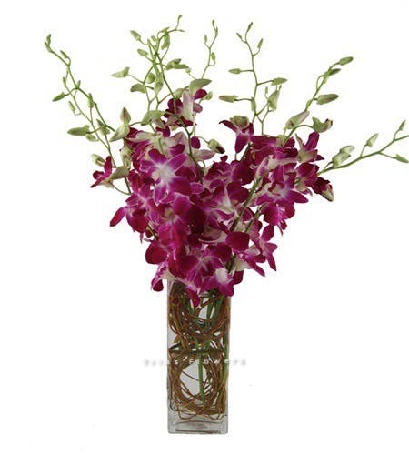 Dendrobium Orchids Square Vase Arrangement Miami Florida by Trias Flowers