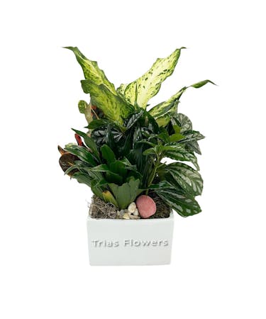 Dishgarden Ceramic