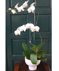Orchid Plants Miami Orchid Delivery Miami Trias Flowers