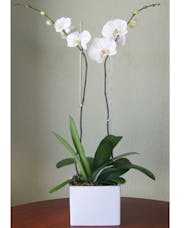 Double Orchid - White