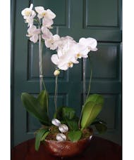 Triple Orchid - Silver Round Vase