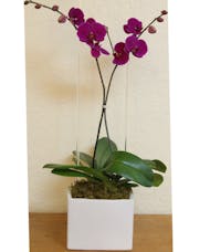 Double Orchid - Purple