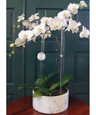 Quadruple Orchid Round Marble Vase