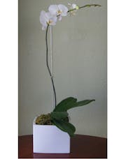 Single Orchid - White Vase
