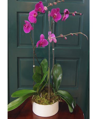 Miami Purple Orchid Delivery Same Day Delivery By Trias Flowers