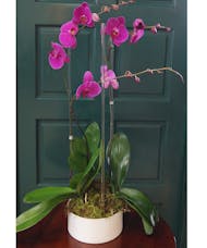 Triple Orchid - Purple
