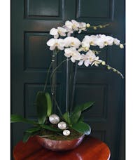 Orchid Plant Quadruple  - Silver Round Vase